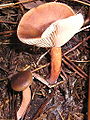 Ryzec játrohnědý (Lactarius hepaticus)