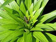 Polistes dominula (European Paper Wasp), on a Lilium (True Lily) plant