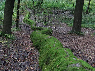 Steinerne Rinne (wachsender Kalktuff)