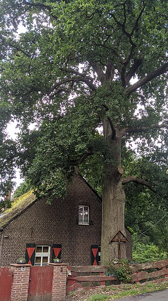 File:Stieleiche vor der Flootsmühle bei Wachtendonk.jpg