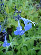 Salvia sagittata