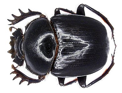 Scarabaeus nitidicollis