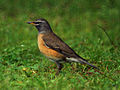 Turdus obscurus (cat.)