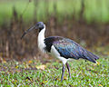 Straw-necked Ibis