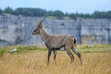 Weiblicher Alpensteinbock in Creux du Van, Schweiz