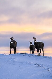 Chamois family at Creux du Van