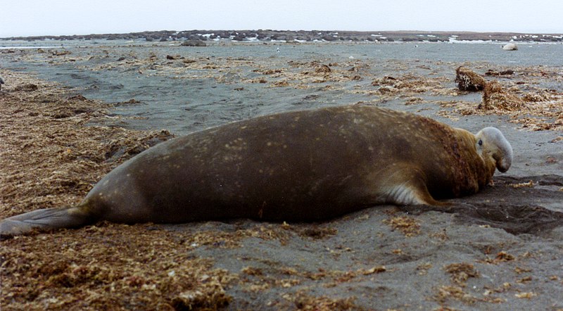 File:Mirounga leonina big male.jpg