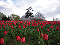 Tulips in bloom in front of the Navy-Merchant Marine Memorial