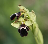 Ophrys dyris