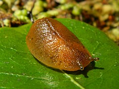 Athoracophorus bitentaculatus (Athoracophoroidea).