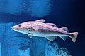 Atlantic cod (Gadus morhua) at Ozeaneum Stralsund aquarium