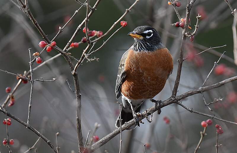 File:American Robin - 51776249750.jpg