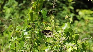 Black Swallowtail (14438366285).jpg