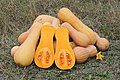 El anquito (Cucurbita moschata) es una especie de planta herbácea de la familia Cucurbitaceae propia de América Central y del Sur. Es cultivada para su consumo tanto en América como en Asia, aprovechándose sus flores, brotes tiernos, frutos y semillas. Por George Chernilevsky.