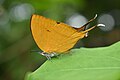 * Nomination: Closewing position of Loxura atymnus (Stoll, 1780) - Yamfly. By User:MaheshBaruahwildlife --Atudu 07:58, 28 October 2024 (UTC) * * Review needed