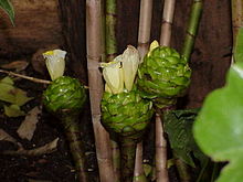 Costus deistellii1.jpg