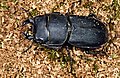 Dorcus parallelipipedus