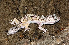 Lézard tacheté de noir présentant une queue large et boudinée.