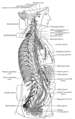 交感神经干（英语：Sympathetic trunk）和胸椎、腹部以及骨盆神經叢