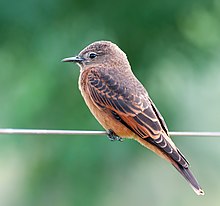 Hirundinea ferruginea -Piraju, Sao Paulo, Brasil-8.jpg