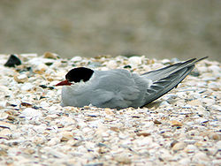 Havterne (Sterna paradisaea) Foto: Christoph Müller