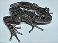 Red-legged running frog Kassina maculata