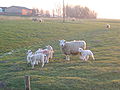 Lambs and sheep, Close to Wesselburen, Dithmarschen