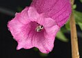 Corolla mouth, showing folding of interior of limb and ripe anthers.