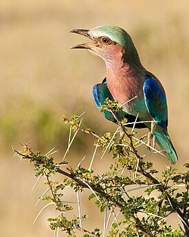 Savannisininärhi (Coracias caudatus)