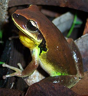 Green Thighed Frog (Litoria brevipalmata)