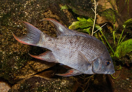 Ptychochromis insolitus by H. Zell