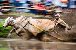 Deux taureaux de profil avec un jockey entre les deux se tenant à leurs queues courent vers la gauche.