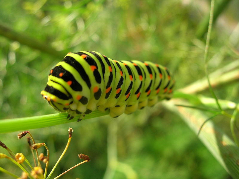 File:Papilio machaon caterpillar.jpg