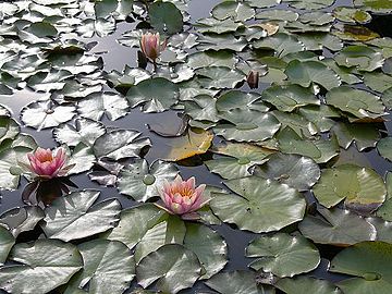 Nymphaea Fabiola