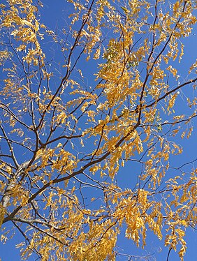 Autumn foliage in Kunratice (Prague, Czechia)