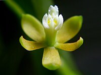 Prosthechea ochracea