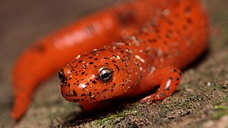 Pseudotriton ruber headshot.jpg