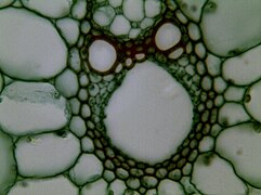 Stem cross section magnified 400 times