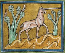 Monoceros o unicornio del Bestiario Rochester (siglo XIII).