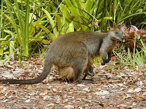 Swamp Wallaby with joey in pouch in a garden at Lisarow.