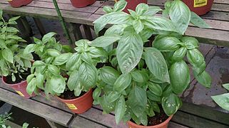 Sweet Basil (Ocimum basilicum) 1.jpg