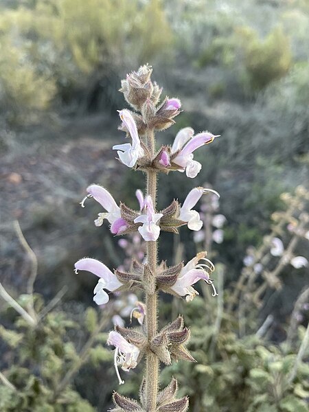 File:Salvia disermas.jpg