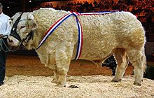 Taureau blanc au pelage frisé, décoré d'un ruban tricolore.