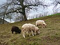 Moutons d'Ouessant 10