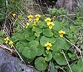 5026 Holtålen Fjellfiol Viola biflora