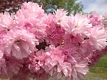 Cherry blossoms