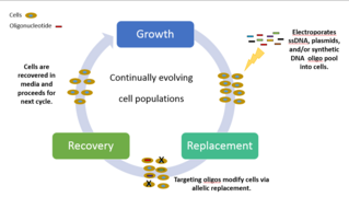 Multiplex Automated Genomic Engineering (MAGE).png