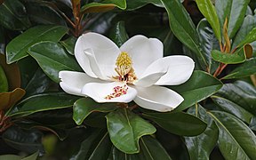 Magnolia grandiflora (Magnoliales).