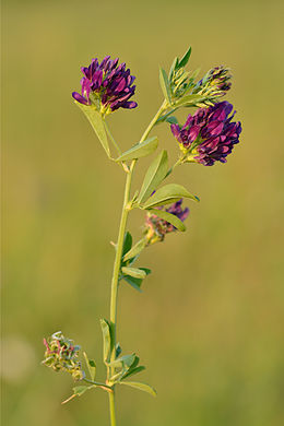 Medicago sativa