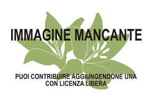 Immagine di Sanmiguelia lewisi mancante